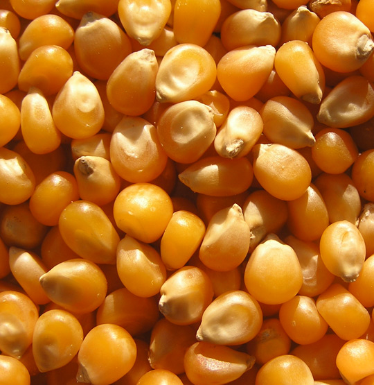 Mısır